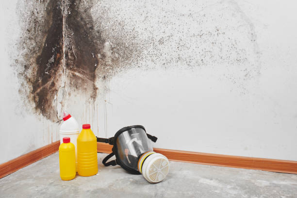 Best Same-Day Mold Removal  in Fayetteville, AR