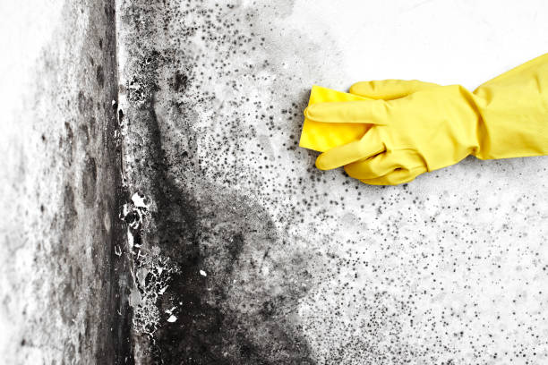 Best Home Mold Removal  in Fayetteville, AR