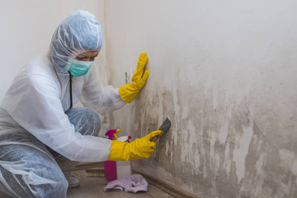 Best Affordable Mold Removal  in Fayetteville, AR