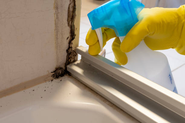 Best Office Mold Removal Services  in Fayetteville, AR