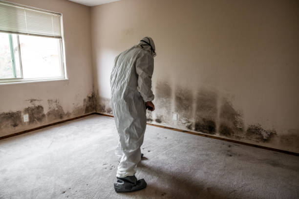 Trusted Fayetteville, AR Mold Removal Experts