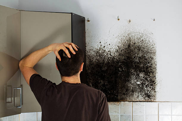 Best Residential Mold Removal  in Fayetteville, AR