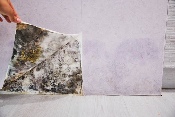 Best Black Mold Removal  in Fayetteville, AR